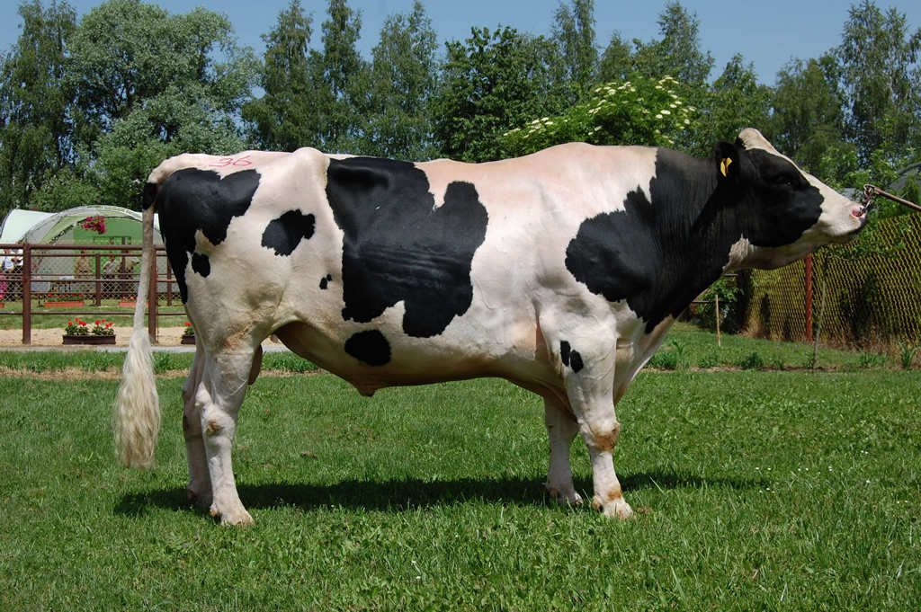 Canlı Hayvan İthalatı slide