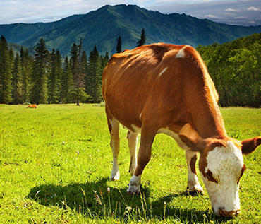 Canlı Hayvan İthalatı görsel