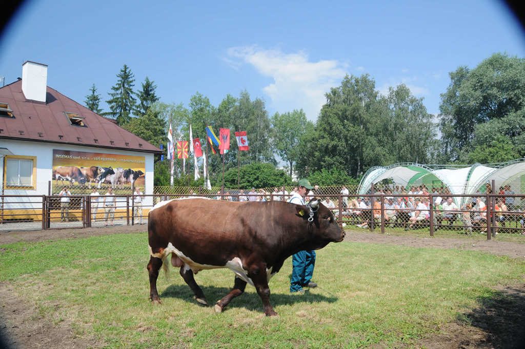 Canlı Hayvan İthalatı slide
