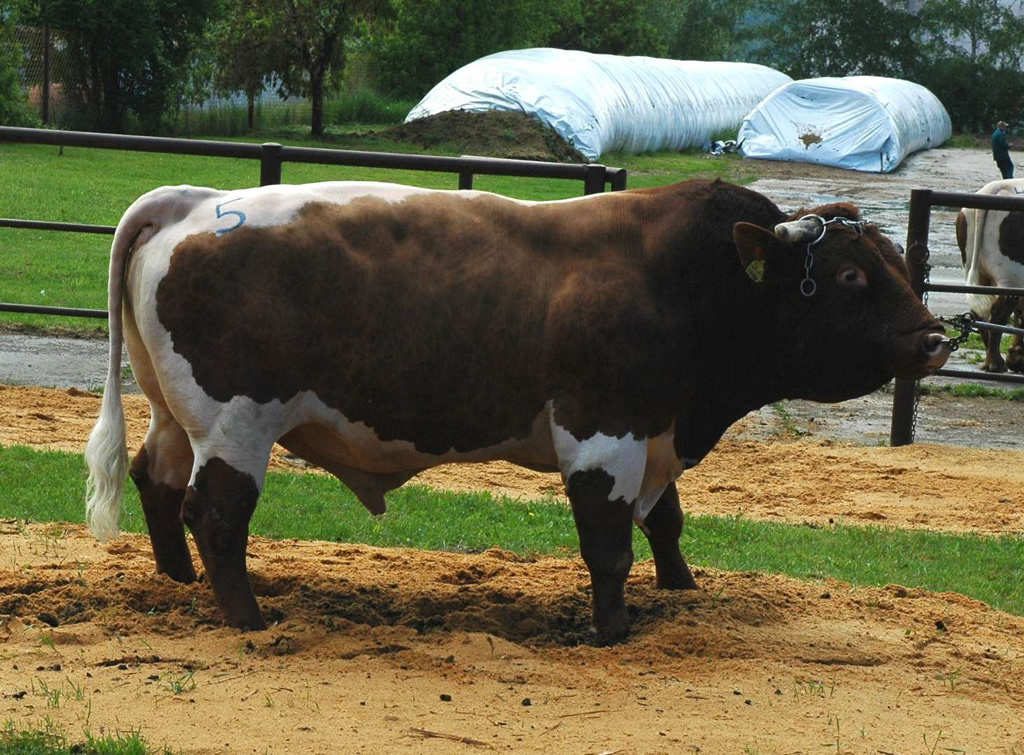 Canlı Hayvan İthalatı slide